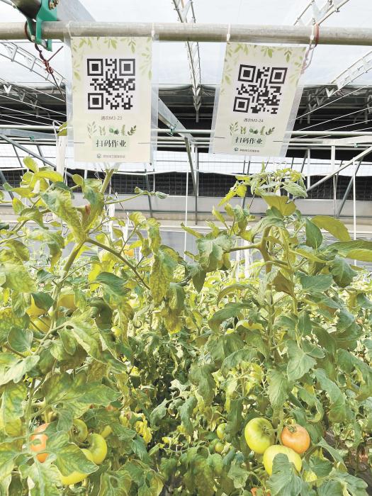 智慧大棚工人通過掃描二維碼，便可查詢當(dāng)前的作業(yè)情況?！吨袊侣劇穲?bào) 魏寒冰 攝